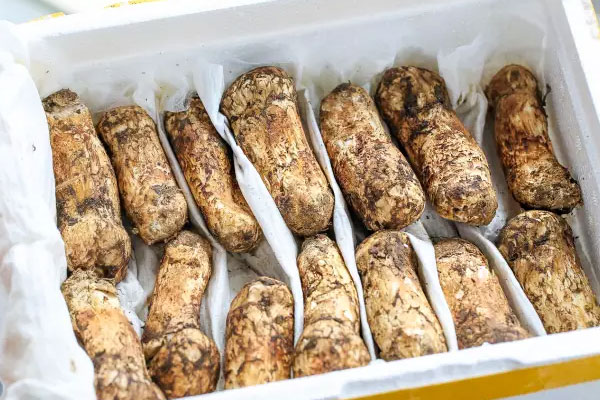 人工松茸和野生松茸的區(qū)別，野生松茸是發(fā)物嗎