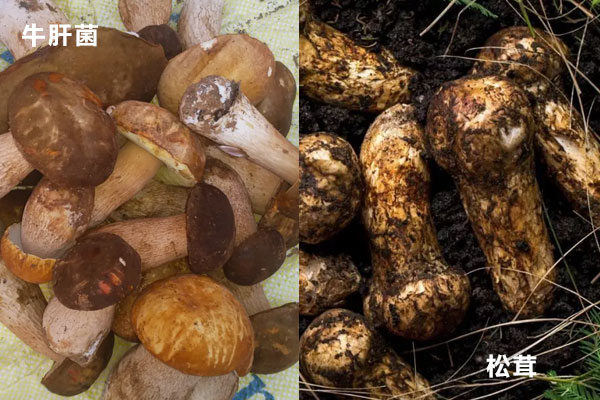 牛肝菌和松茸哪個(gè)口感更好 牛肝菌和松茸哪個(gè)口感更好