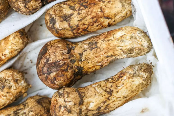 野生松茸生長在什么地方，人工種植的松茸營養(yǎng)價值如何