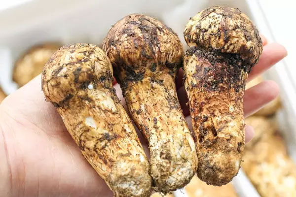 松茸菌衣可以吃嗎 松茸菌衣可以吃嗎