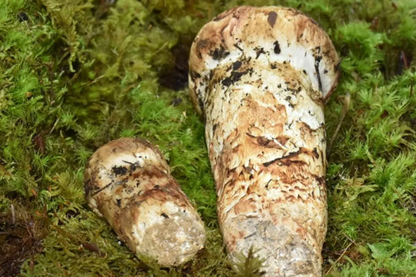 有松樹的地方就有松茸嗎，松茸生長在海拔多高的地方