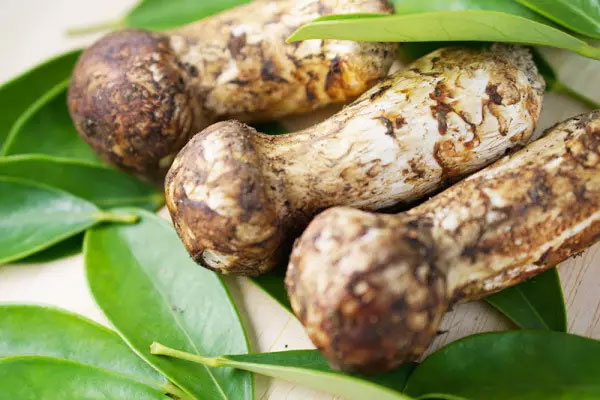 真正的松茸是什么樣的，什么樣的新鮮松茸是最好的