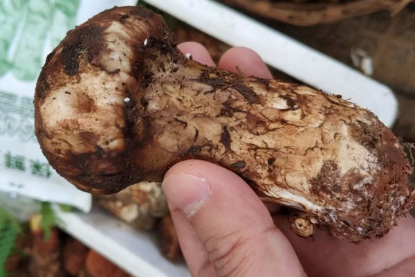 什么樣的新鮮松茸才是上好的 什么樣的新鮮松茸才是上好的