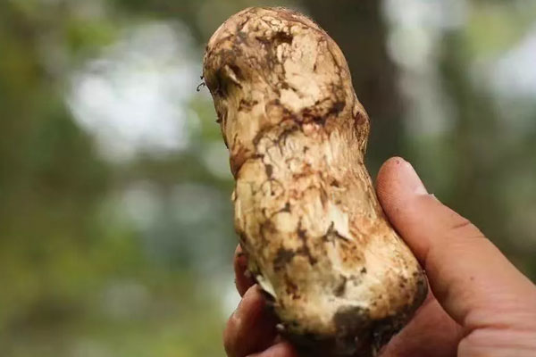 一樣大小的松茸哪個(gè)好 一樣大小的松茸哪個(gè)好