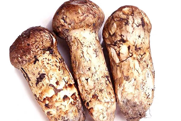 松茸蛋白質高嗎，高血脂能吃松茸嗎