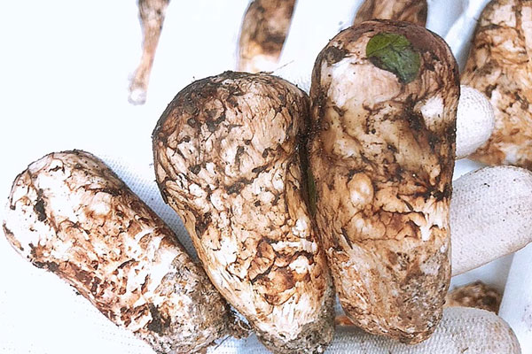 芝士焗松茸的食用禁忌