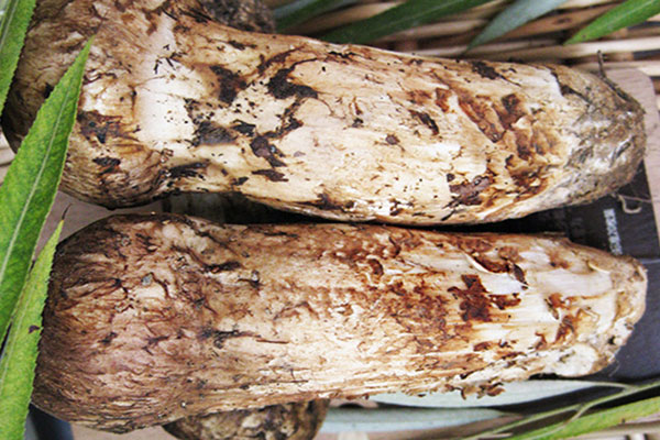 松茸壽司會導致發(fā)胖嗎 松茸壽司會導致發(fā)胖嗎