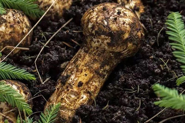 松茸炒臘腸的食用禁忌 松茸炒臘腸的食用禁忌