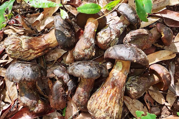 黑牛肝菌燜云腿的食用禁忌 黑牛肝菌燜云腿的食用禁忌