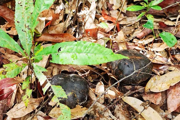 黑牛肝菌燜云腿的做法竅門 黑牛肝菌燜云腿的做法竅門