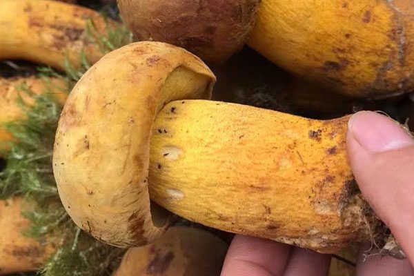 牛肝菌炒荷蘭豆需要焯水嗎 牛肝菌炒荷蘭豆需要焯水嗎