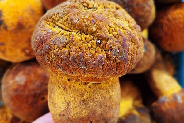 牛肝菌油燜筍的功效作用 牛肝菌油燜筍的功效作用