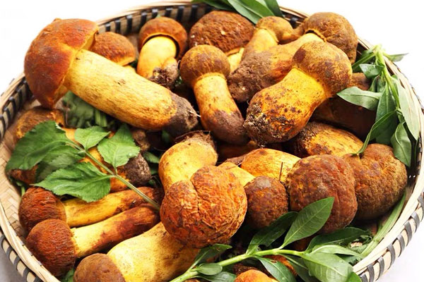 牛肝菌油燜筍的食用禁忌 牛肝菌油燜筍的食用禁忌