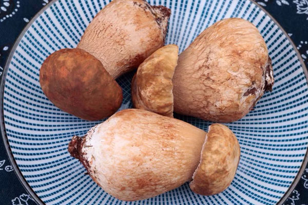 牛肝菌炒涼瓜的功效作用 牛肝菌炒涼瓜的功效作用