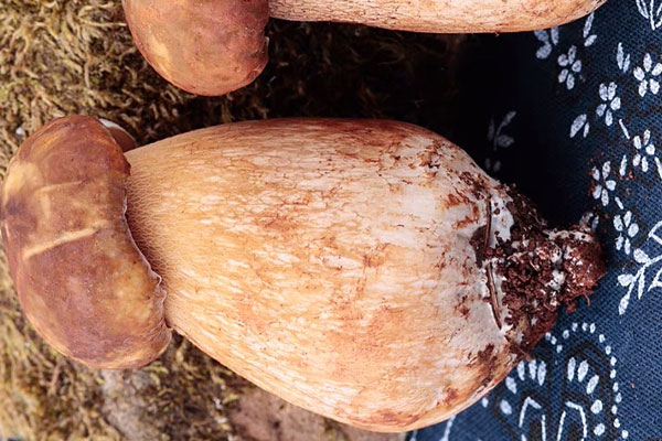 牛肝菌炒涼瓜怎么炒不苦 牛肝菌炒涼瓜怎么炒不苦