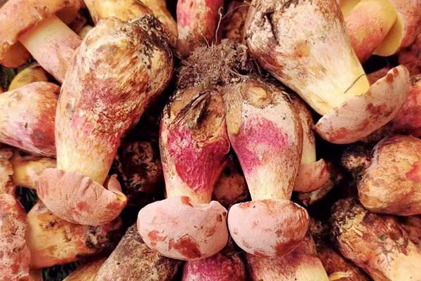 牛肝菌蒸絲瓜的功效作用 牛肝菌蒸絲瓜的功效作用