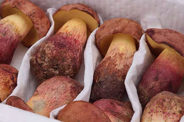 牛肝菌蒸絲瓜的食用禁忌 牛肝菌蒸絲瓜的食用禁忌