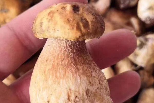 牛肝菌燴飯的功效作用 牛肝菌燴飯的功效作用