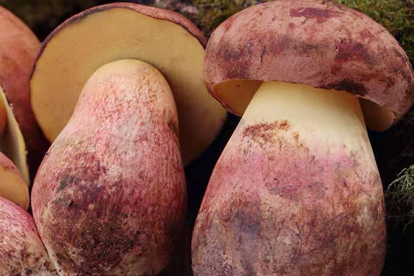 見手青是什么，見手青好吃嗎