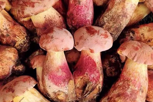 吃見(jiàn)手青的注意事項(xiàng) 吃見(jiàn)手青的注意事項(xiàng)