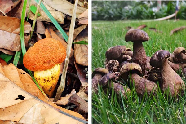 黃牛肝菌和黑牛肝菌哪個貴，黃牛肝菌煲湯怎么做