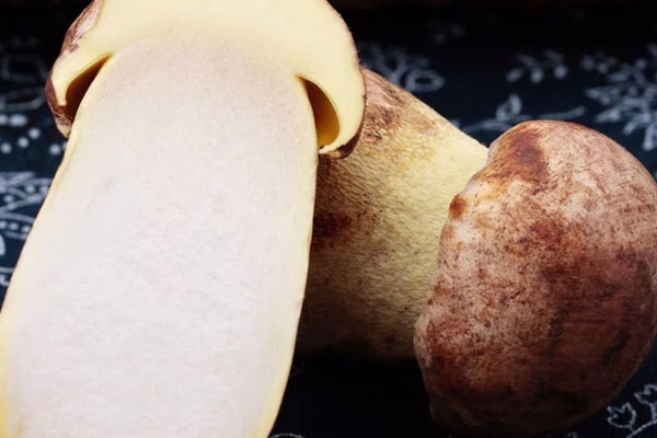 紅油牛肝菌的功效作用與營(yíng)養(yǎng)價(jià)值 紅油牛肝菌的功效作用與營(yíng)養(yǎng)價(jià)值