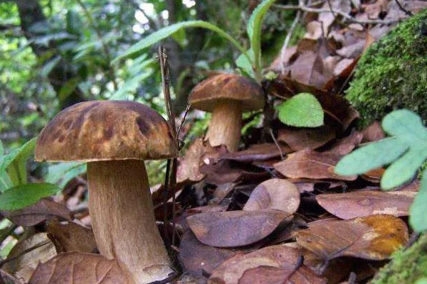 在中國哪里有牛肝菌生長，牛肝菌是什么