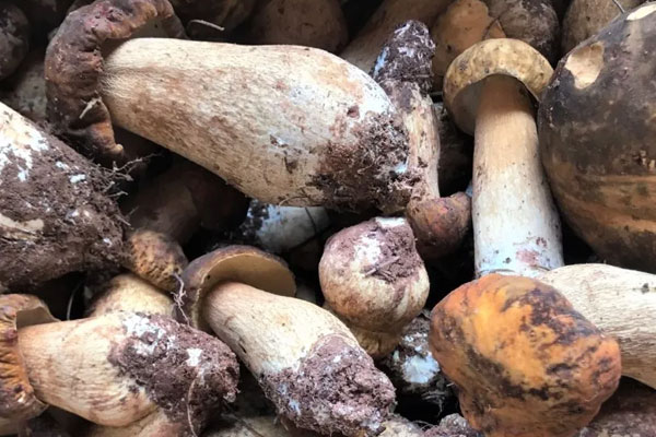 哪里出產(chǎn)的牛肝菌最多