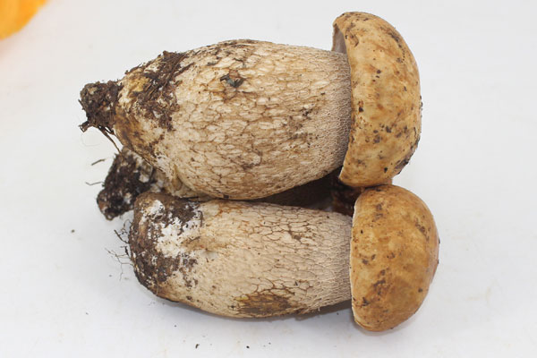 白牛肝菌的功效與作用，白牛肝菌和白蔥牛肝菌一樣嗎