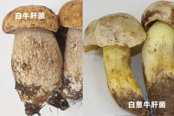 白牛肝菌和白蔥牛肝菌是同一種東西嗎