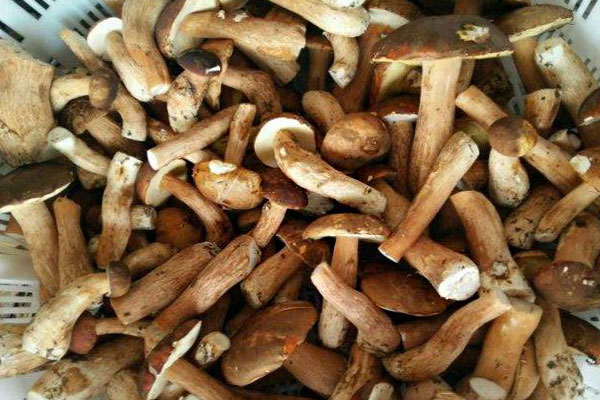 新鮮美味牛肝菌如何挑選 新鮮美味牛肝菌如何挑選