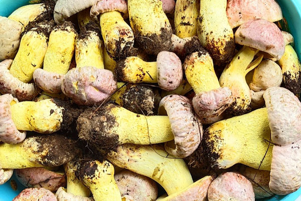 吃牛肝菌火鍋的注意事項(xiàng) 吃牛肝菌火鍋的注意事項(xiàng)