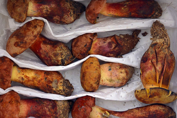 牛肝菌屬于什么菌型