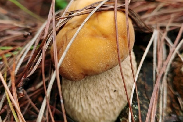 牛肝菌主要銷往哪里 牛肝菌主要銷往哪里