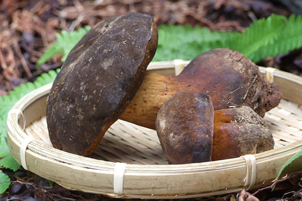 新鮮的牛肝菌需不需要焯水 新鮮的牛肝菌需不需要焯水