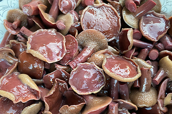 砂鍋紅乳牛肝菌的功效作用 砂鍋紅乳牛肝菌的功效作用