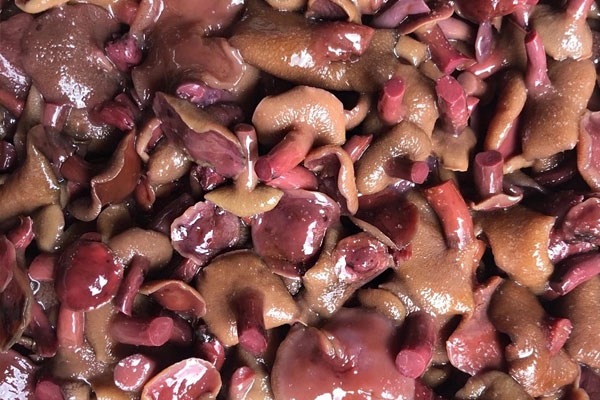 涼拌紅乳牛肝菌的功效作用 涼拌紅乳牛肝菌的功效作用