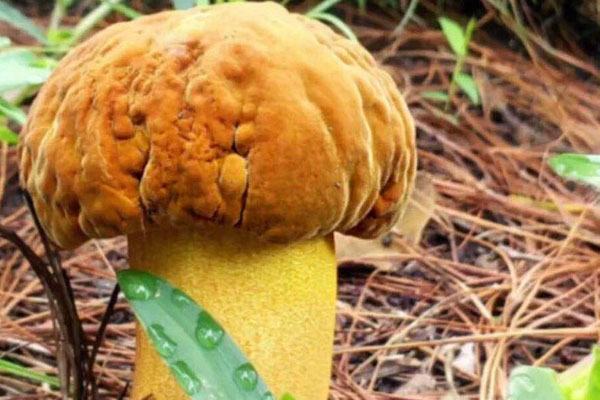 牛肝菌燜鵝掌的功效作用 牛肝菌燜鵝掌的功效作用