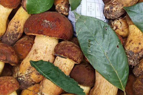 牛肝菌燜鵝掌的食用禁忌 牛肝菌燜鵝掌的食用禁忌