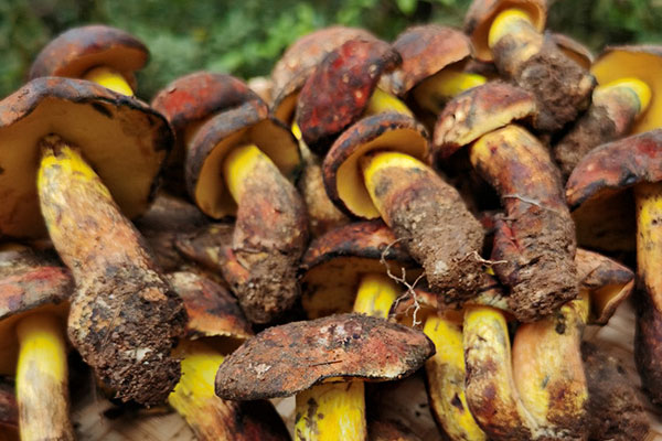 原汁鮑魚牛肝菌的食用禁忌 原汁鮑魚牛肝菌的食用禁忌