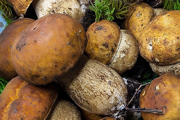 原汁鮑魚牛肝菌的功效作用 原汁鮑魚牛肝菌的功效作用