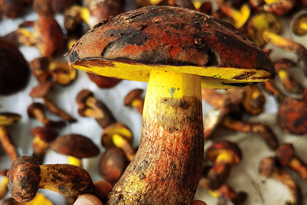 汽鍋牛肝菌的注意事項 汽鍋牛肝菌的注意事項