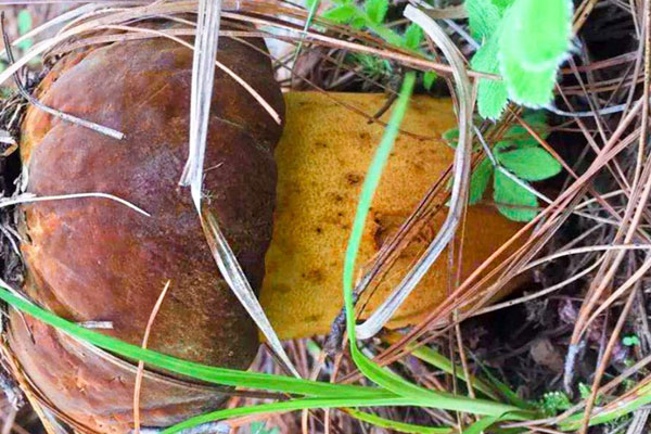 芝士牛肝菌燜飯用哪種芝士好 芝士牛肝菌燜飯用哪種芝士好