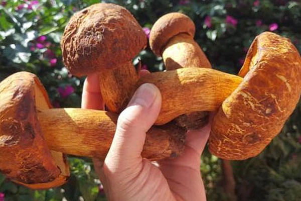 牛肝菌什錦燜飯的食用禁忌