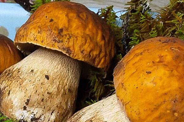 牛肝菌釀豆腐泡的功效作用 牛肝菌釀豆腐泡的功效作用