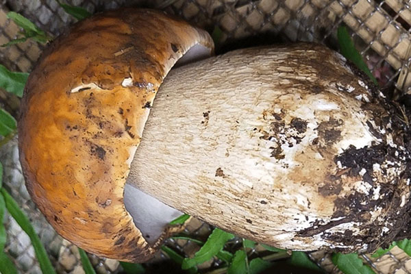 牛肝菌釀豆腐泡的食用禁忌 牛肝菌釀豆腐泡的食用禁忌