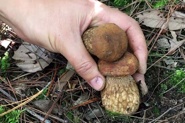 牛肝菌口味牛蛙的功效作用 牛肝菌口味牛蛙的功效作用