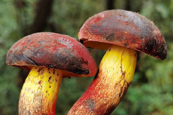 牛肝菌口味牛蛙的注意事項 牛肝菌口味牛蛙的注意事項