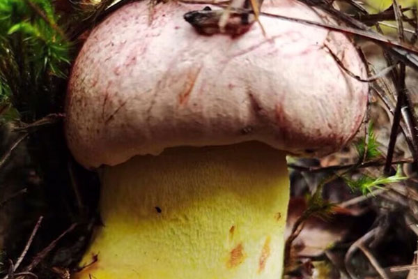 香辣牛肝菌燜鴨的禁忌人群 香辣牛肝菌燜鴨的禁忌人群