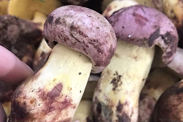 香辣牛肝菌燜鴨的功效作用與營養(yǎng)價值 香辣牛肝菌燜鴨的功效作用與營養(yǎng)價值